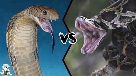 Anaconda Vs King Cobra
