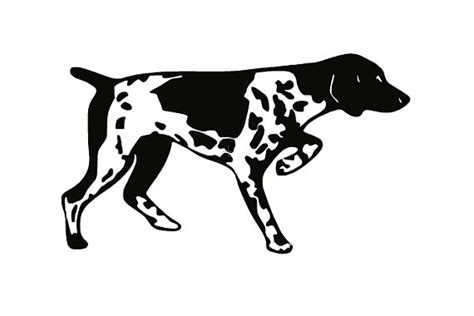 Coloring German Shorthaired Pointer Coloring Pages