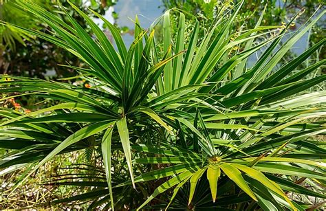 Are Palm Trees Native To Florida Worldatlas