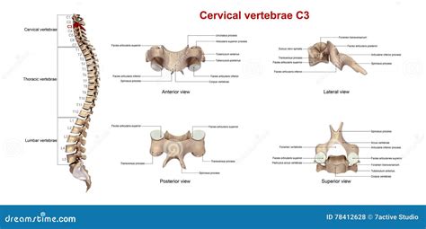 Vertèbres Cervicales C3 Illustration Stock Illustration Du Spinal