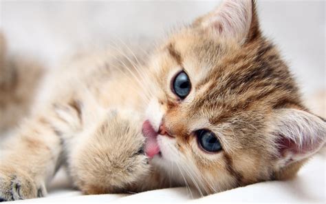 Cute Kittens Hd Wallpapers High Definition Free Background