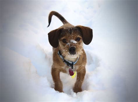 Adorable Puppy In The Snow Cute Puppies Puppies Kingdom Animalia