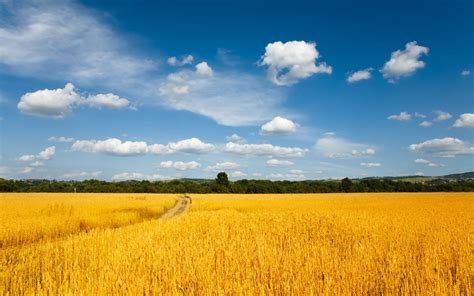 Wheat Field High Definition Nature S Wallpaper Nature And Landscape