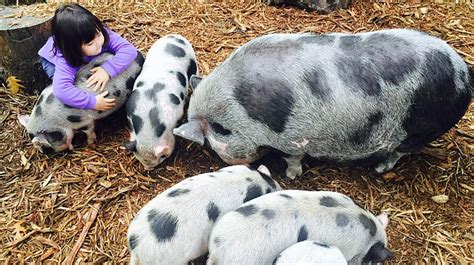 Animal Farm Petting Zoo Petting Zoo In Lancaster County