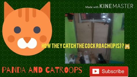how they catch the cockroach😹😹😹 youtube