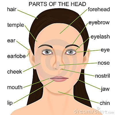 The face is crucial for human identity, and damage such as scarring or developmental deformities affects the psyche adversely. FILIPINO TUTORIAL: Parts of the Face