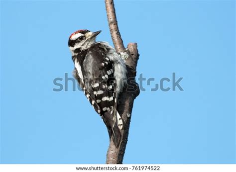 Side View Juvenile Male Downy Woodpecker Stock Photo 761974522
