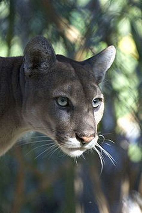 Endangered Florida Panther Killed Reward Offered For Tips Leading To