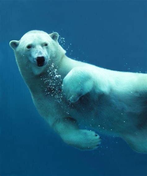 Beautiful Picture Of The Polar Bear Swimming Белые медвежата Белые