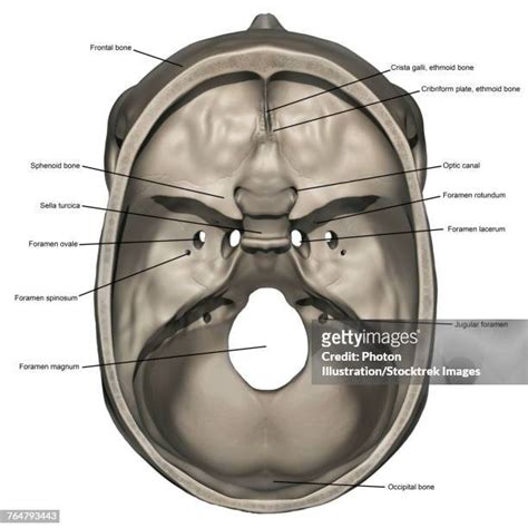 Occipital Bone Photos And Premium High Res Pictures Getty Images