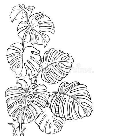 Vector Corner Leaf Bunch With Outline Tropical Monstera Or Swiss Cheese