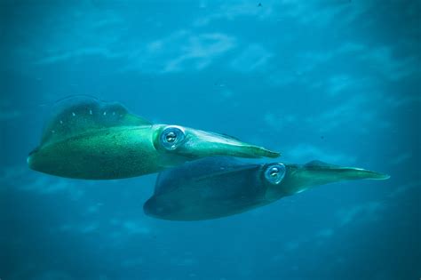 Squid And Human Brains Develop The Same Way Realclearscience