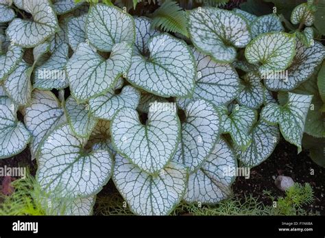 Brunnera Macrophylla Jack Frost Stock Photo Alamy