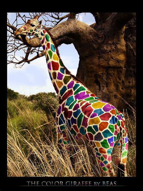The Color Giraffe By Beas1 On Deviantart