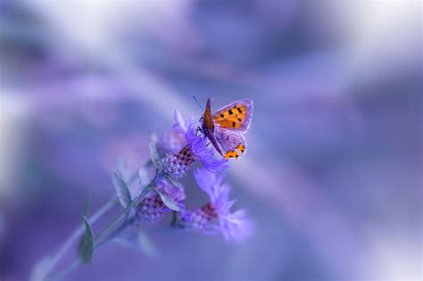 Butterfly Purple Flower Hd Animals 4k Wallpapers Images Backgrounds Photos And Pictures