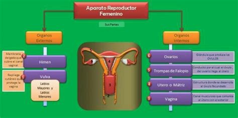 Sistema Reproductor Femenino M Mind Map