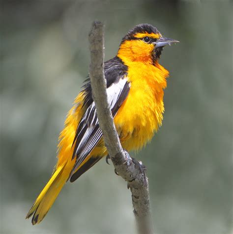 The orioles come in a wide range of colourful plumage, from the burnt orange of the orchard oriole to the bright orange of the northern orioles (baltimore oriole and bullock's oriole) to the yellow of the scott's oriole and audubon's oriole. Are Baltimore Orioles and Bullock's Orioles Different ...