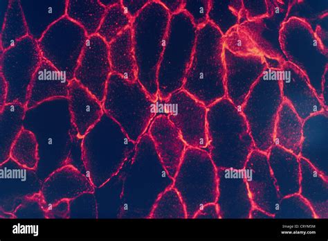 Miocito Celulas Musculares Fotos E Imágenes De Stock Alamy