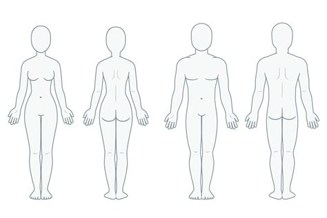 In human biology/ anatomy we have three body position recognized for study purpose. Blank body anatomy chart | Custom-Designed Illustrations ...