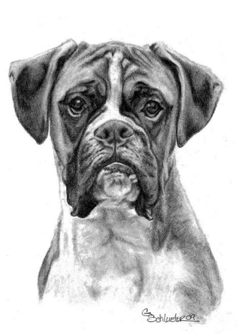 Pencil Drawings Of Boxer Dogs Pencildrawing2019