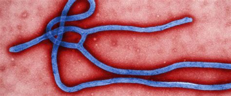 Ebola Virus Disease Africa Cdc