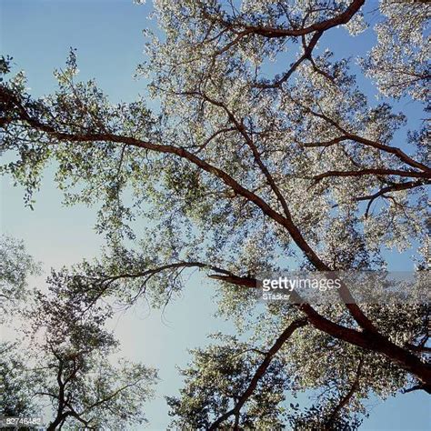 Tree Branche Photos And Premium High Res Pictures Getty Images