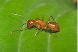 Ant Control Minnesota