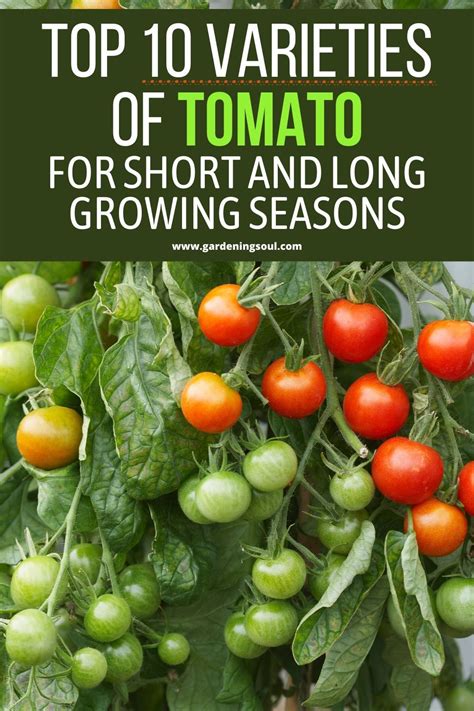 Top 10 Varieties Of Tomato For Short And Long Growing Seasons