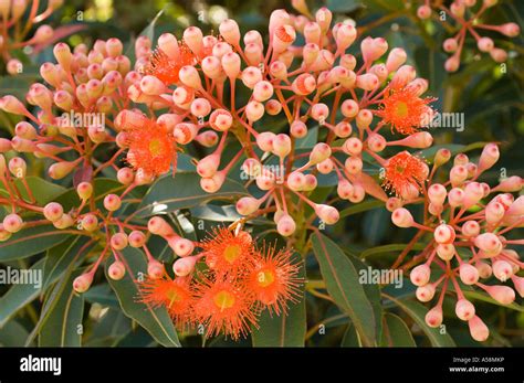 Red Flowering Eucalyptus Corymbia Ficifolia Flowers And Buds