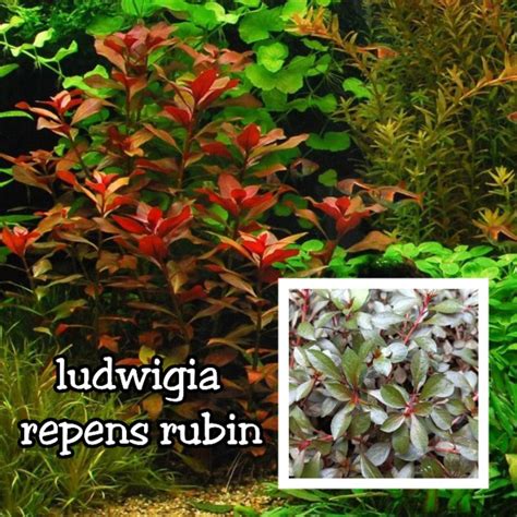 Ludwigia Repens Rubin Aquatic Plants Shopee Philippines