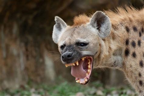 Hyena Teeth Everything You Need To Know A Z Animals