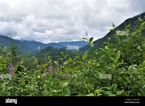 Wild Flowers Of Alaska Hi Res Stock Photography And Images Alamy