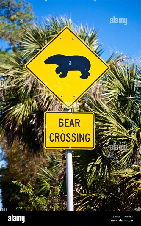 Bear Crossing Signs Along Central Florida Roadway Stock Photo Alamy