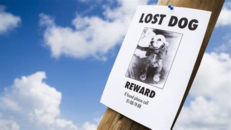 How To Find A Lost Dog Tips Warnings And Steps You Can Take Dogtime