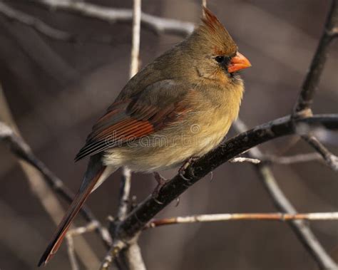 Northern Cardinal Stock Image Image Of Lovers Ornithology 269370543
