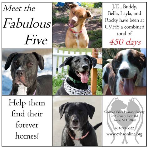We accept all animals brought to us and are committed to our policy of never turning an animal away regardless. Meet the Fabulous Five at Cocheco Valley Humane Society ...