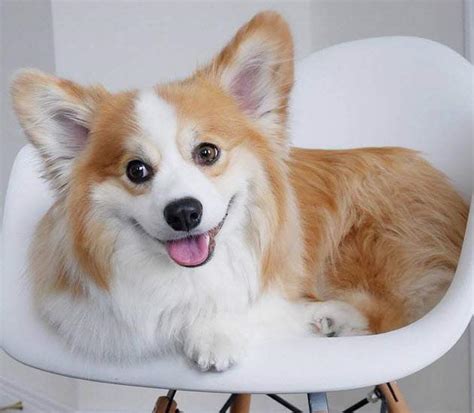 Chi Tiết Với Hơn 109 Hình Nền Máy Tính Chó Corgi Hay Nhất Tin Học