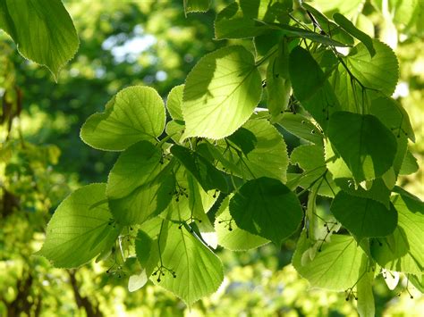 Free Images Branch Sunlight Leaf Flower Food Green Produce
