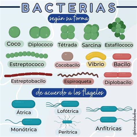 Gastfreundschaft Genossenschaft Sein Clasificacion De Las Bacterias