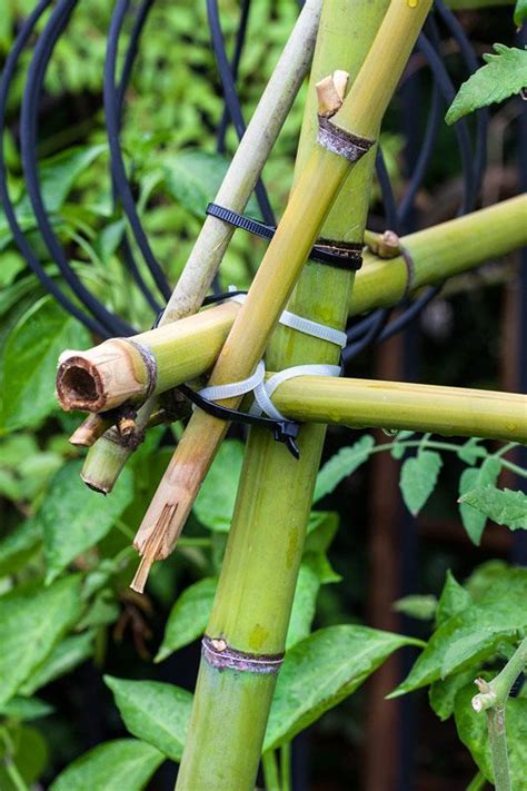 How To Build A Bamboo Trellis Tower Bonnie Plants Bamboo Trellis