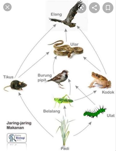 Contoh rantai makanan di hutan. Gambar Rantai Makanan Yang Terdapat Di Hutan Dalam Bentuk ...