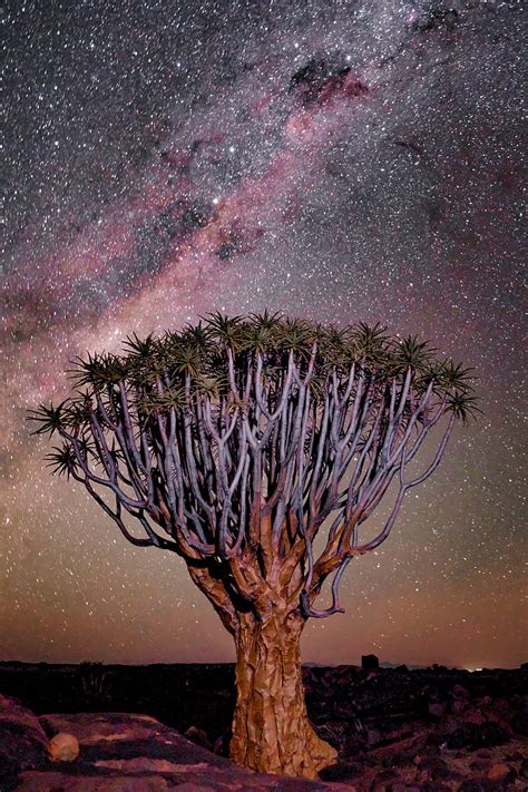 5k Free Download Tree Night Starry Sky Desert Africa Hd Phone
