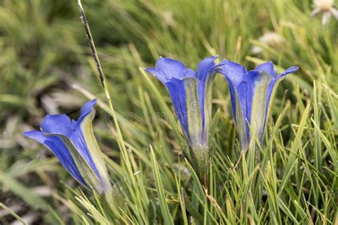 Marsh Gentian Stock Photo Image Of Pneumonanthe Angiosperms 45525826