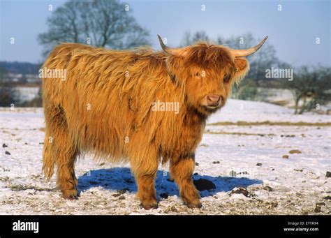Winter Highland Cows Snow Hi Res Stock Photography And Images Alamy