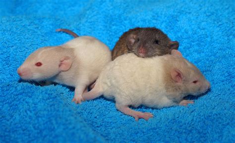 Cute Baby Rats