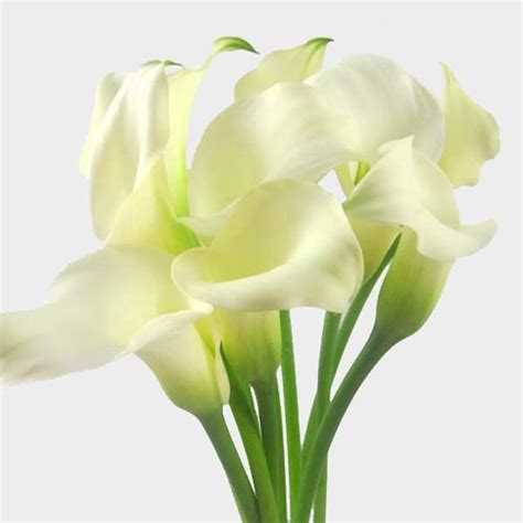 Order Calla Lily Flowers Flower