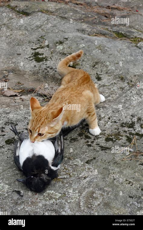 Cute Pet Kitten Bites And Kills His Catch A Magpie Bird Stock Photo Alamy
