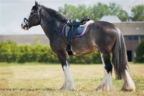 Shire Horses The Largest Horse Breed Love The Energy