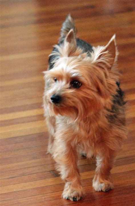 In some animals, however, the shunt remains open. Yorkies | Morkie puppies, Yorkie puppy, Yorkie