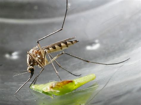 Are You A Mosquito Magnet With Video Windsor Star